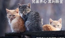 母猫电影在线观看全集