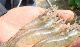 对虾养殖爆料视频教程,视频教程深度解析