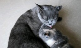 母猫电影在线观看全集