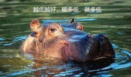 河马爆料心态变化视频大全,心态变化视频大盘点，揭秘内心世界转变瞬间