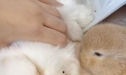 娱乐吃瓜小兔子,娱乐圈吃瓜小兔子的幕后故事