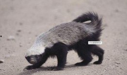 蜜獾最新皮肤爆料,炫酷特效引期待