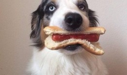 娱乐吃瓜酱搬家带狗,娱乐吃瓜酱携爱犬开启温馨搬家之旅