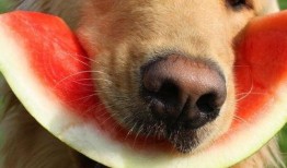 娱乐吃瓜酱搬家带狗,娱乐吃瓜酱携爱犬开启温馨搬家之旅