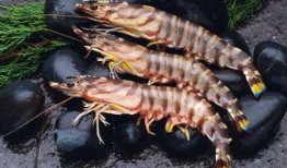 对虾养殖爆料视频教程,视频教程深度解析