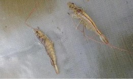 对虾养殖爆料视频教程,视频教程深度解析