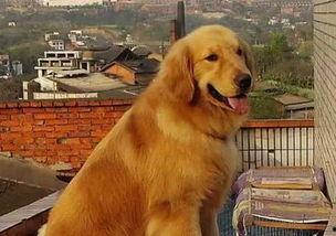 金毛和姐姐娱乐吃瓜酱